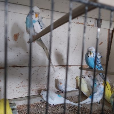 Budgerigars For Sale