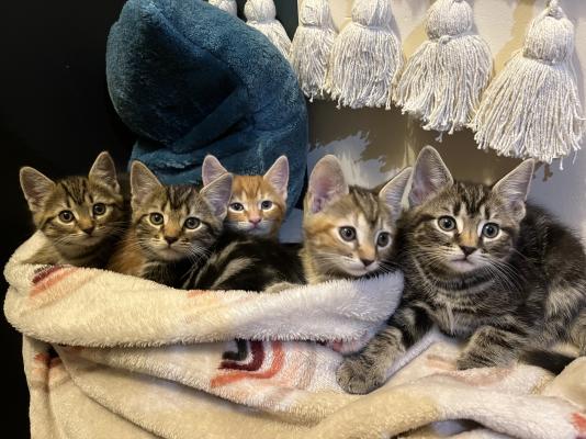 5 beautiful kittens for sale | UKPets