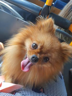 Pomeranian For Stud in Great Britain
