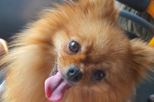 Pomeranian For Stud in Great Britain
