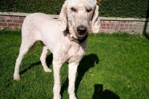 Poodle For Sale in Great Britain
