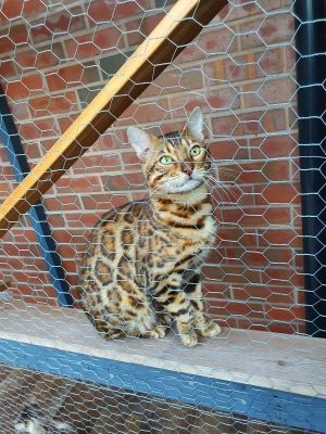 Bengal for Rehoming