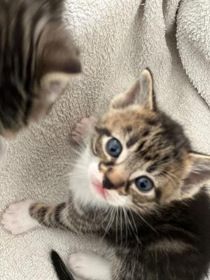 Bengal - Tabby cross kitten for sale | UKPets