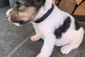 Fox Terriers For Sale
