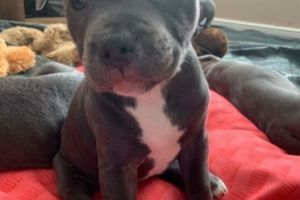 Stunning Staffordshire Bull Terrier puppies for sale