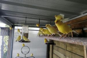Available Canaries