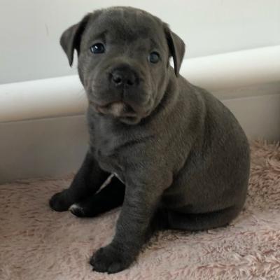 5 chunky blue Staffordshire bull terrier puppies for sale | UKPets