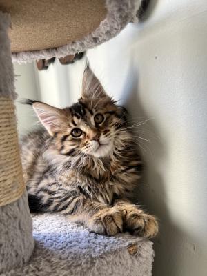 Amazing Maine coon kittens GCCF registered | UKPets