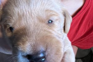 Beautiful Labrador puppies for sale