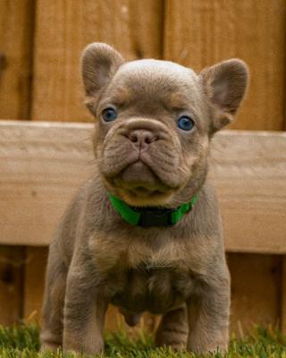 French Bulldogs For Sale