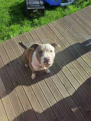 American Staffordshire terrier  Wanted in Lodon