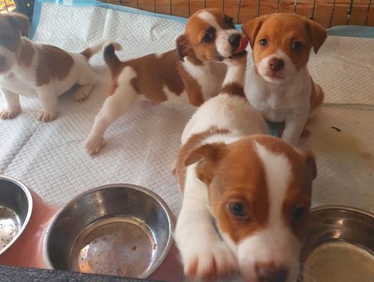 Stunning Jack russell puppies for sale | UKPets