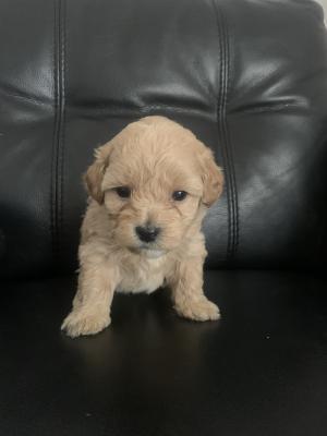 Poochon For Sale in the UK