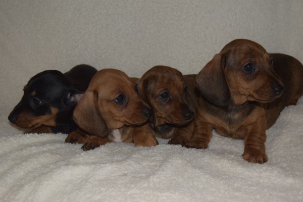 KC REG MINI SMOOTH DACHSHUND PUPPIES PRA CLEAR | UKPets