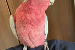 african-grey For Sale