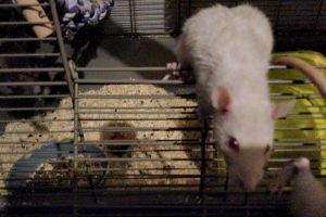 Rat For Sale in Great Britain