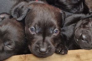 Patterdale Terrier For Sale in the UK