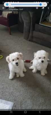 Bichon Frise Dogs and Puppies For Sale in the UK | Page 2 of 5