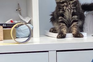 Maine Coon kittens for sale