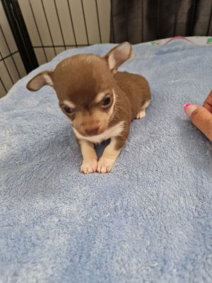 Chihuahua