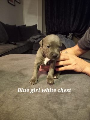 Staffordshire Bull Terrier For Sale in the UK