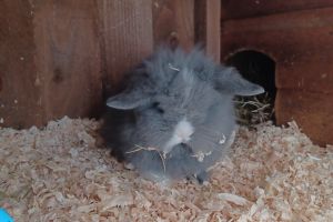 Mini Lion Lop for Rehoming