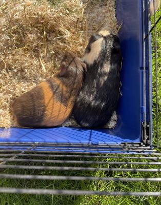 Available Guinea Pigs