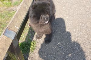 Chow Chow For Sale in the UK