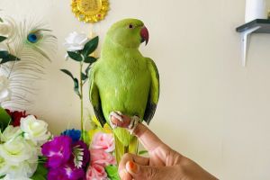 Ringneck for Rehoming