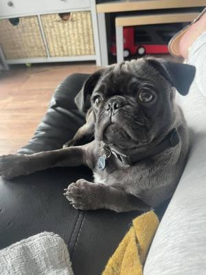 Cute Pug For Adoption