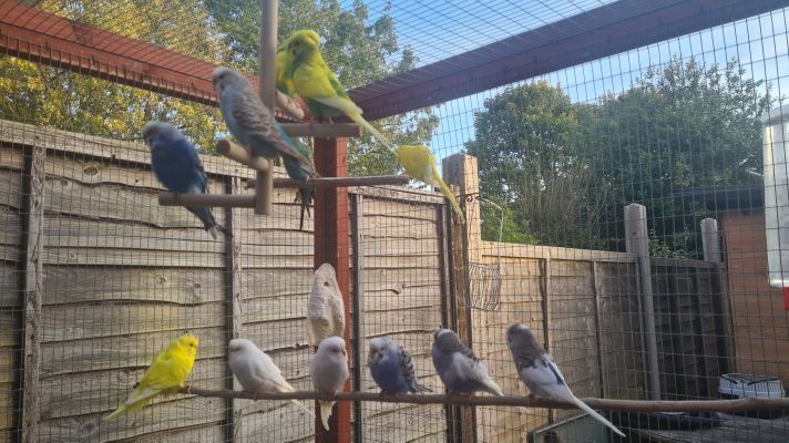 Budgerigar for Rehoming