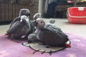 African Grey For Sale