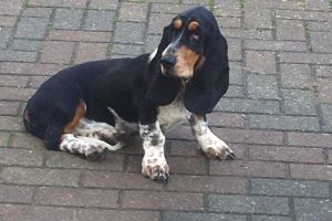 Basset Hounds For Sale