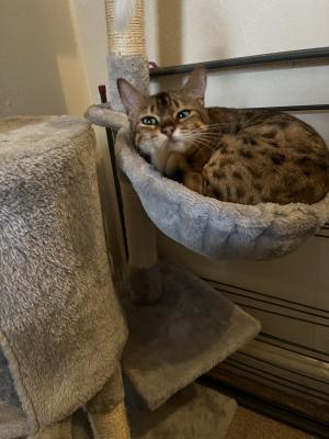 Bengals for Rehoming