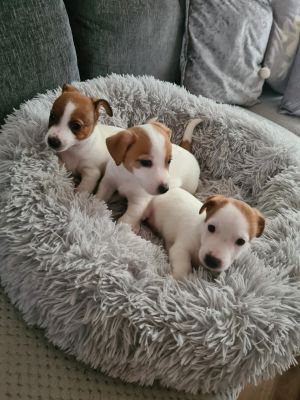 Jack Russell Dogs Breed