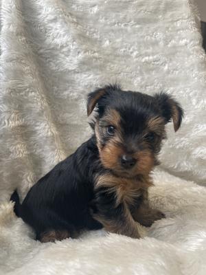 2 Yorkshire Terrier Puppies for Sale | UKPets