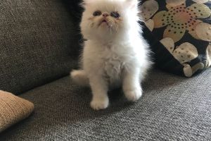 Cute Persian For Sale