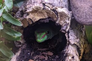 Gecko For Sale in the UK