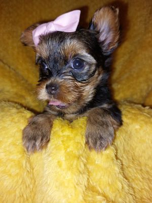 KC REGISTERED STUNNING MINITURE YORKSHIRE TERRIERS | UKPets