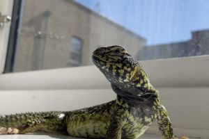 Male Moroccan uromastyx