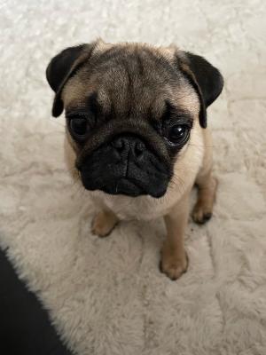 Pug Dogs Breed
