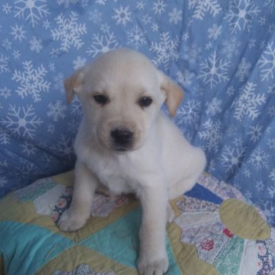 Labrador Retriever For Sale in Great Britain