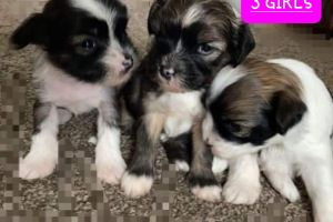 Chinese Crested For Sale in the UK