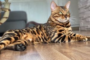 Bengal For Stud in the UK
