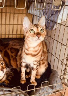 Bengal Cats Breed