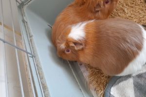 Guinea Pig for Rehoming