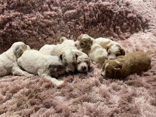 Cavapoos For Sale