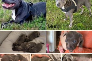Staffordshire Bull Terrier Dogs Breed
