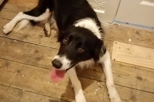 Border Collie for Rehoming