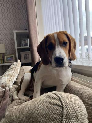 Beagles For Sale